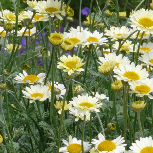 Anthemis Susanna Mitchell