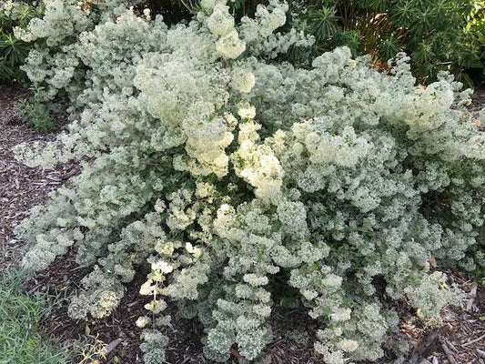 Bystropogon-canariensis-plants-online-australia