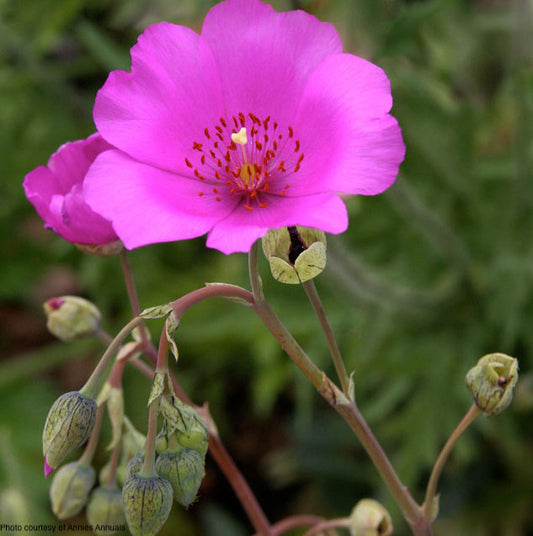Calandrinia-spectabilis-online-plants-australia