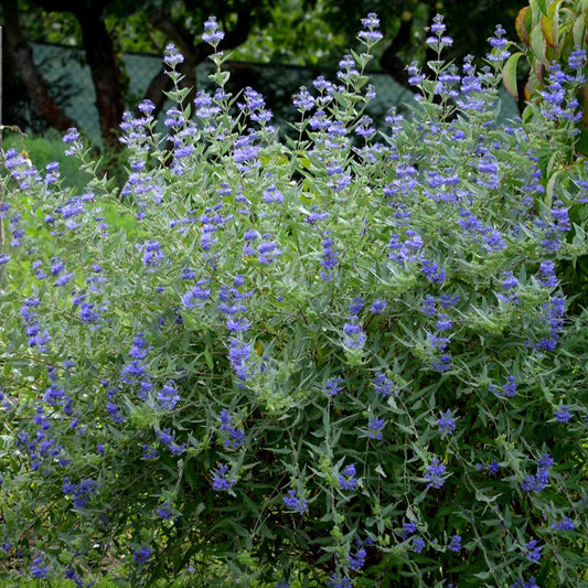 Caryopteris Heavenly Blue