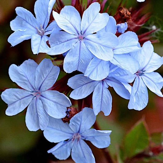 Ceratostigma Summer Sky