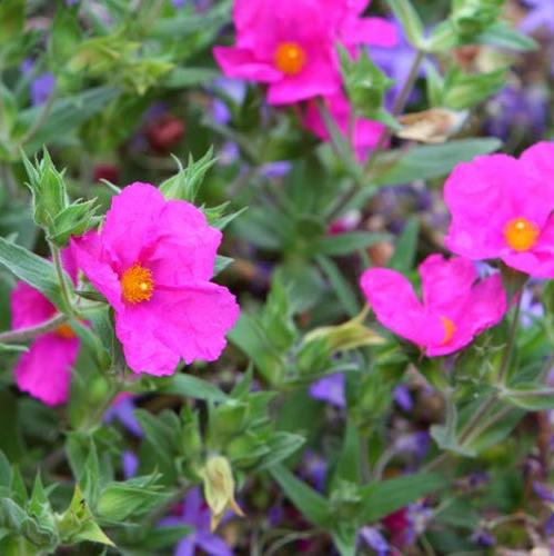 Cistus Sunset