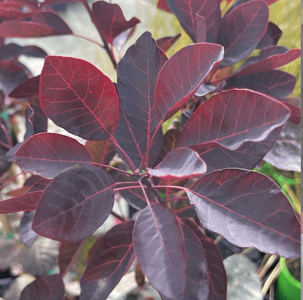 Cotinus-Dusky-Maiden-plants-online-australia