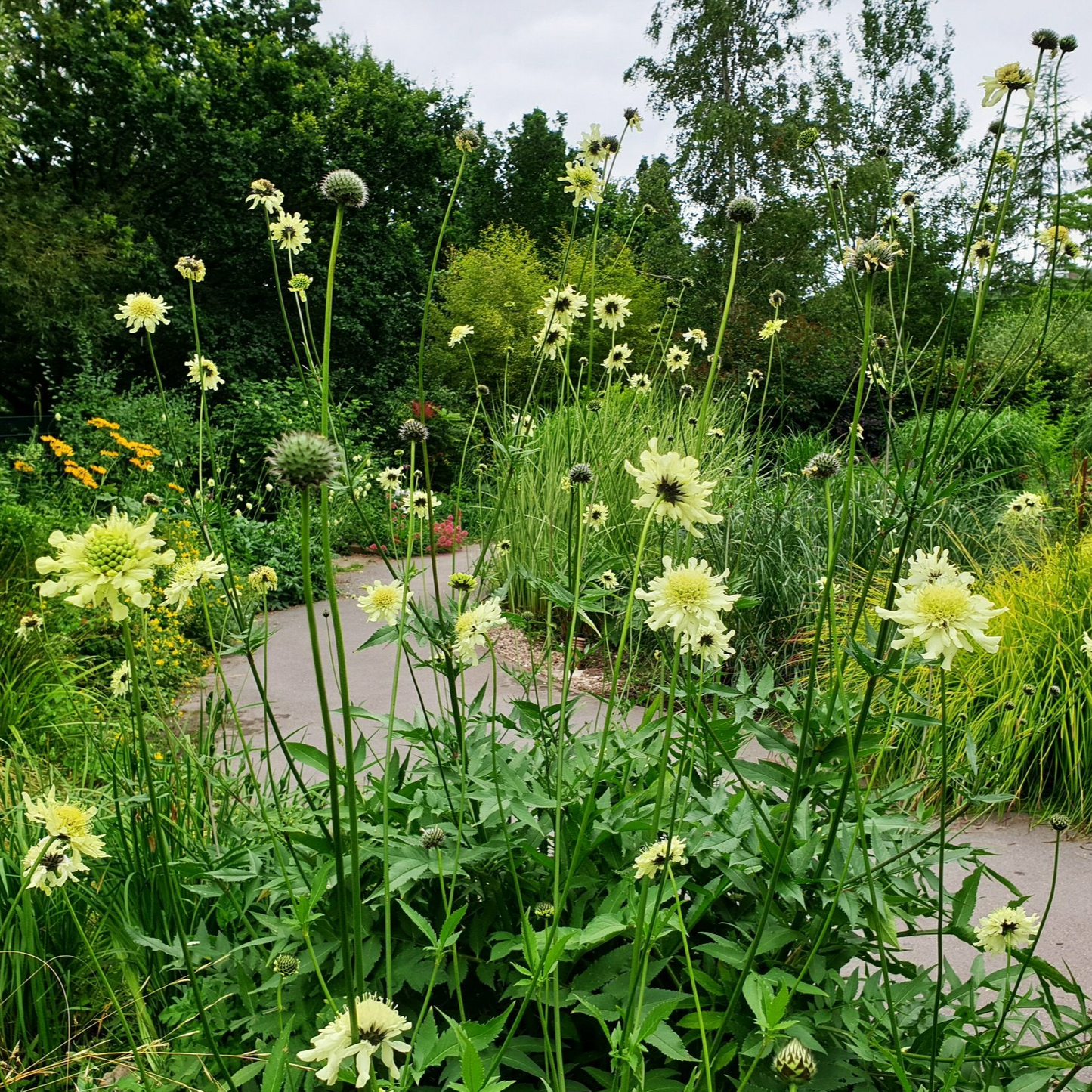 Cephalaria gigantea