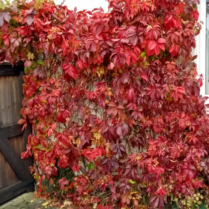 Parthenocissus Virginia Creeper
