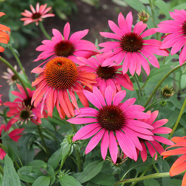Echinacea Cheyenne Spirit New Wave Perennials Plants Online