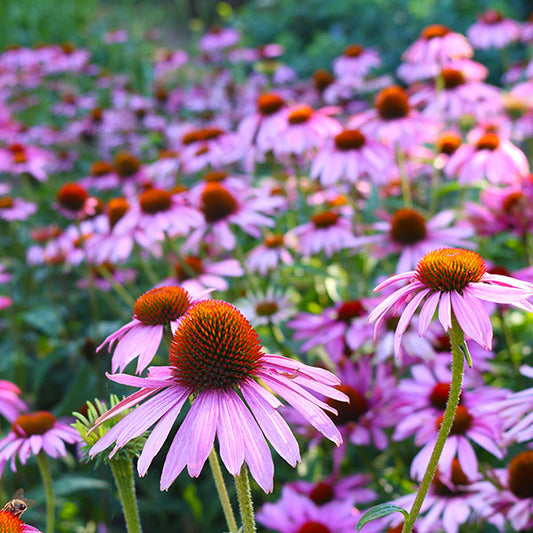 Echinacea-purpurea-buy-plants-online-perennials-australia