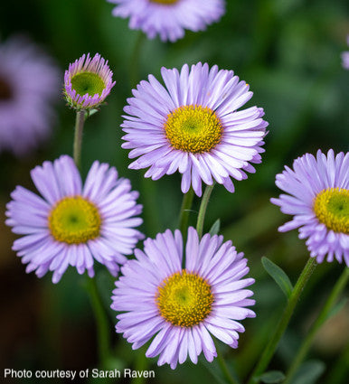 Erigeron Wayne Roderick | New Wave Perennials | Plants Online