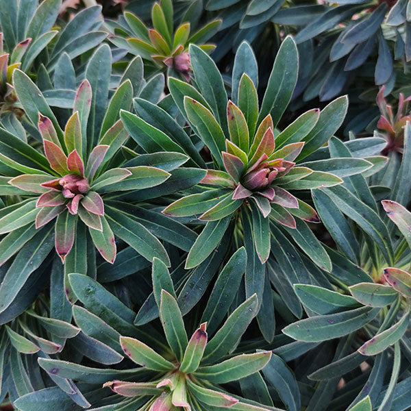    Euphorbia-Babys-Charm-buy-plants-online-perennials-australia