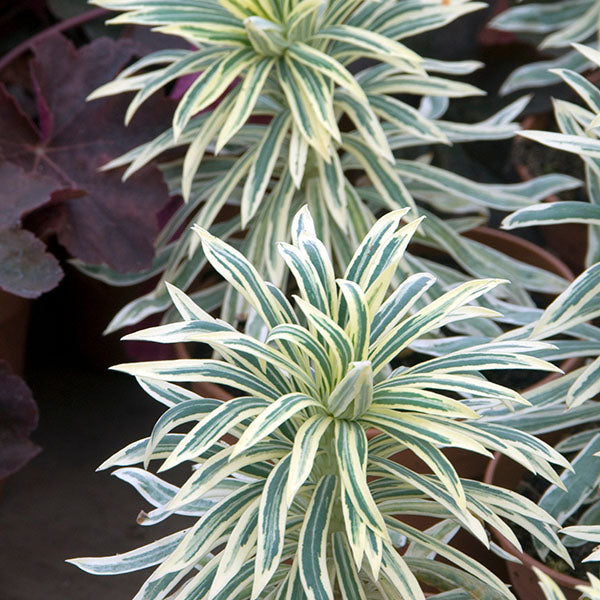 Euphorbia-Tasmanian-Tiger-buy-plants-online-perennials-australia