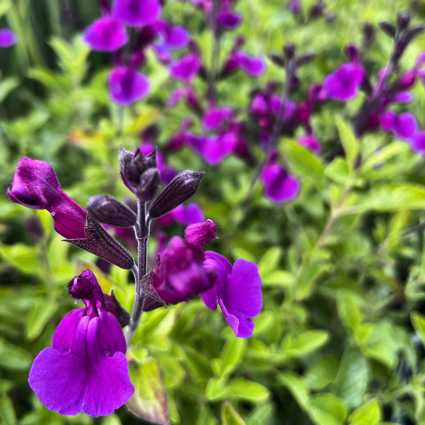 Salvia Ignition Purple