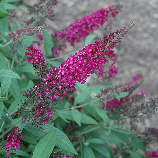 Buddleia CranRazz – New Wave Perennials