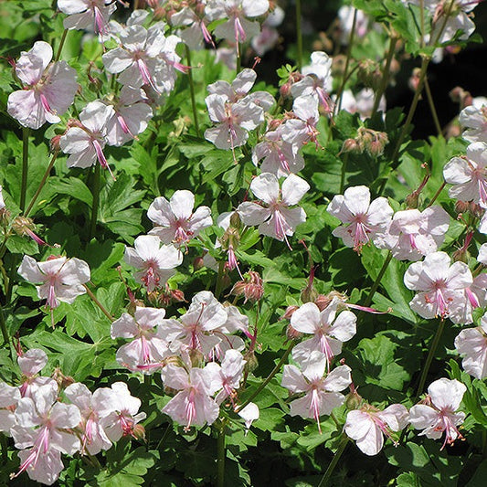 Geranium Biokovo