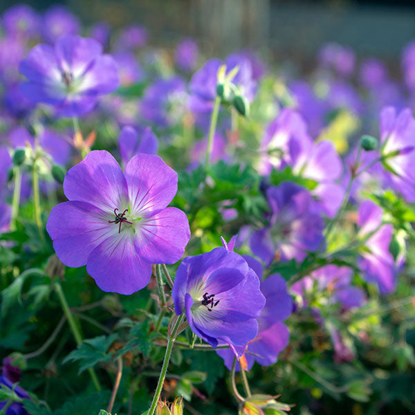 Wave Geranium Geranium Rozanne | New Wave Perennials | Plants Online