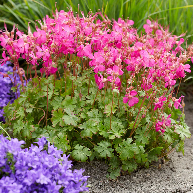 Geranium Intense