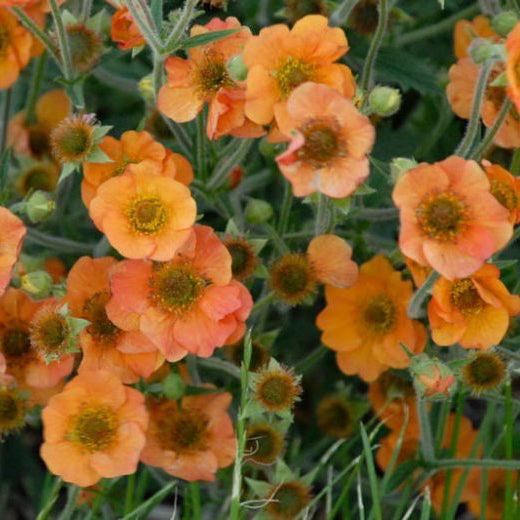 Geum Totally Tangerine