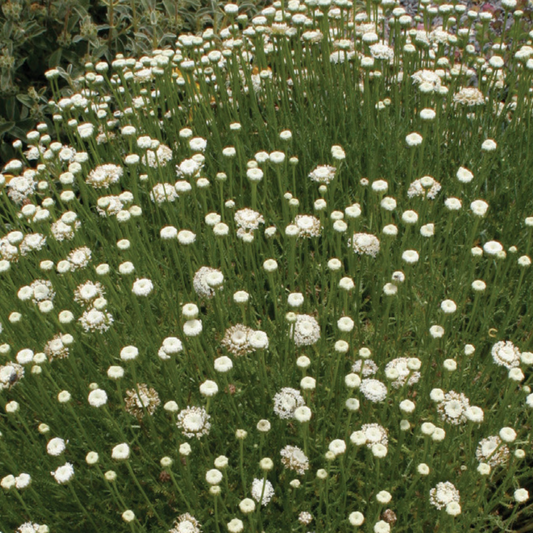 Santolina Petite Blanc