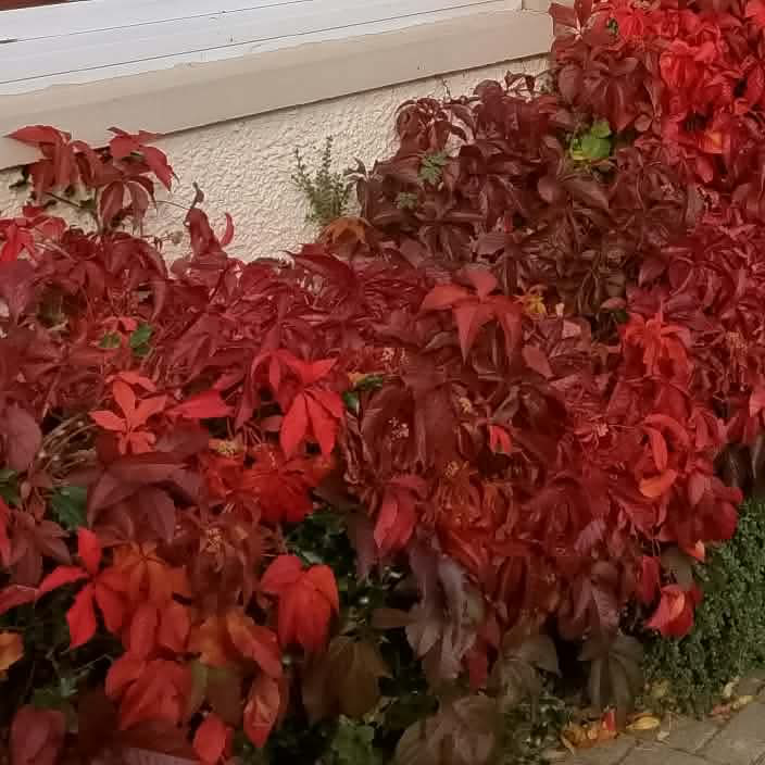 Parthenocissus Virginia Creeper