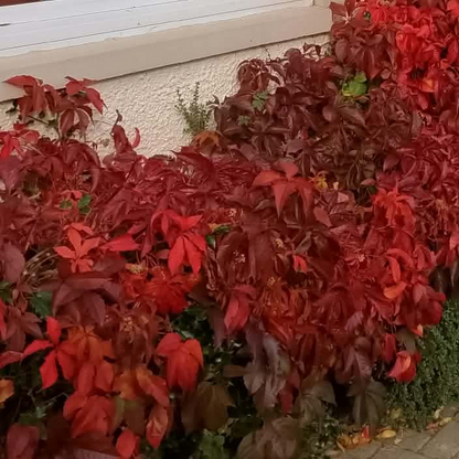 Parthenocissus Virginia Creeper