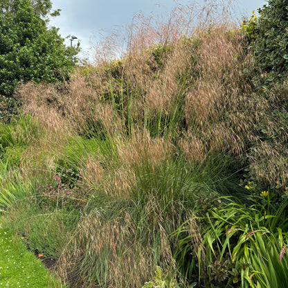 Stipa gigantea