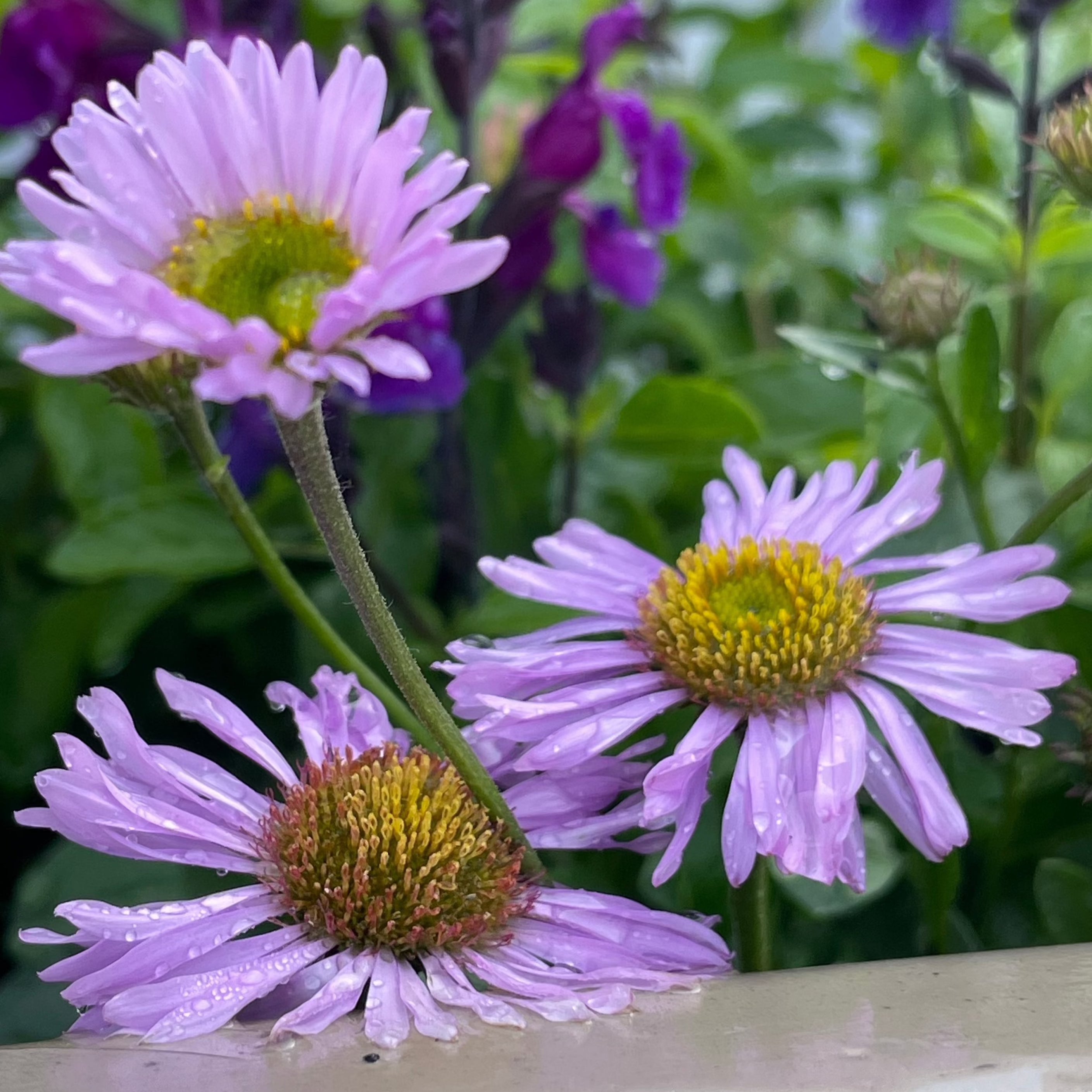 Erigeron Wayne Roderick | New Wave Perennials | Plants Online