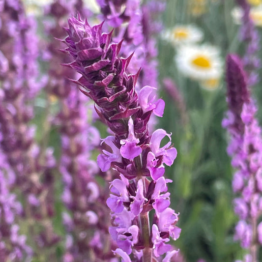 Salvia Amethyst