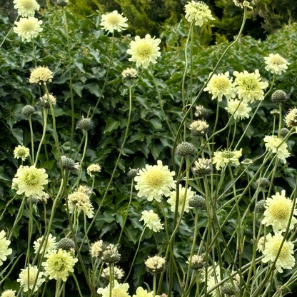 Cephalaria gigantea