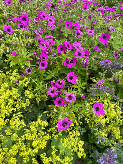 Geranium Ann Folkhard