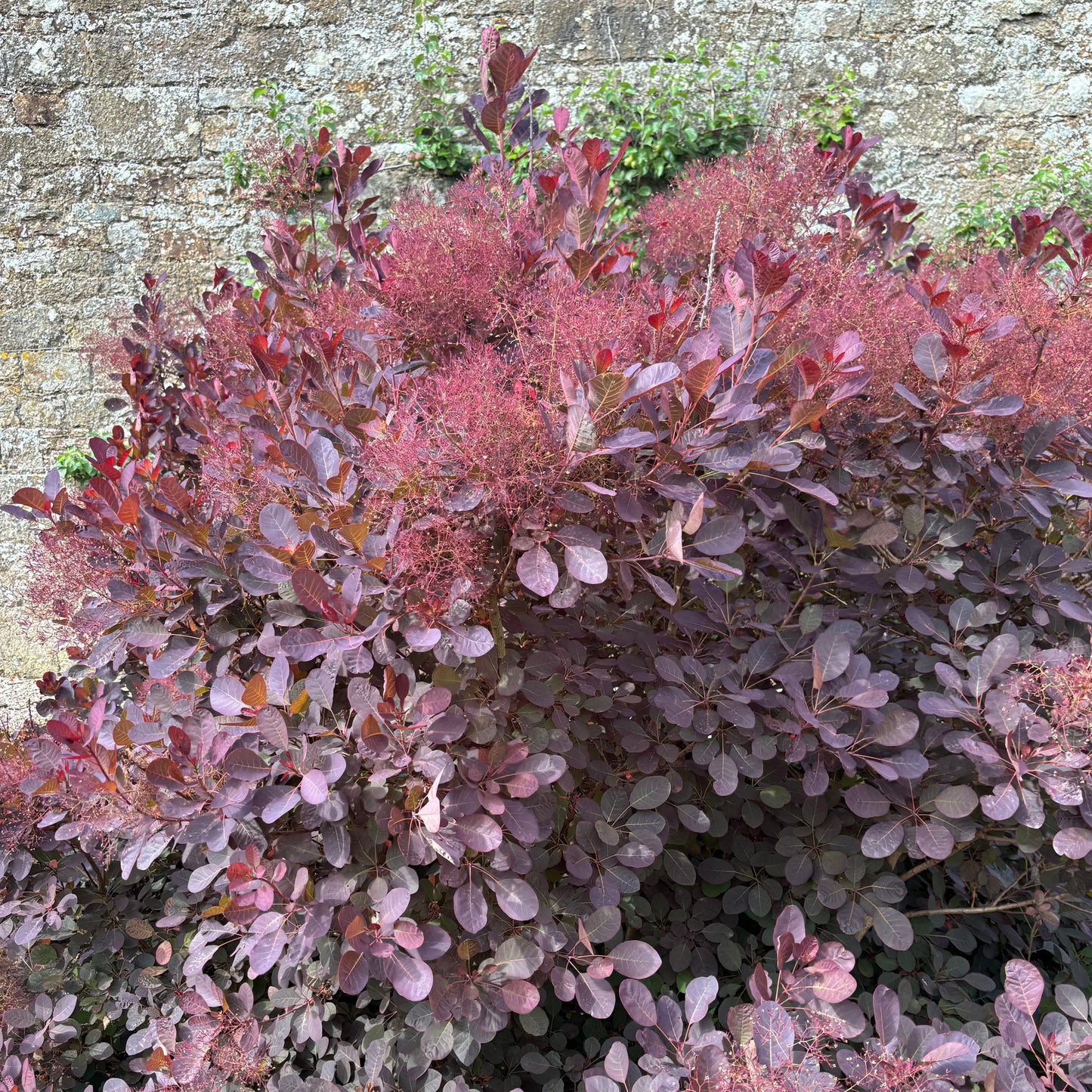 Cotinus Royal Purple