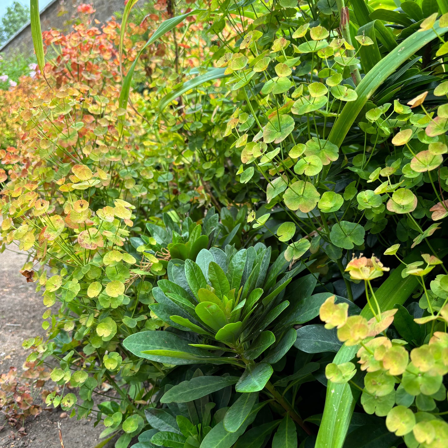 Euphorbia robbiae