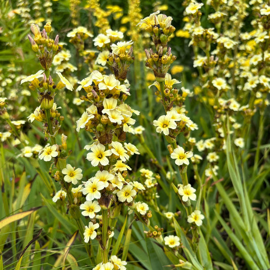 Sisyrinchium striatum