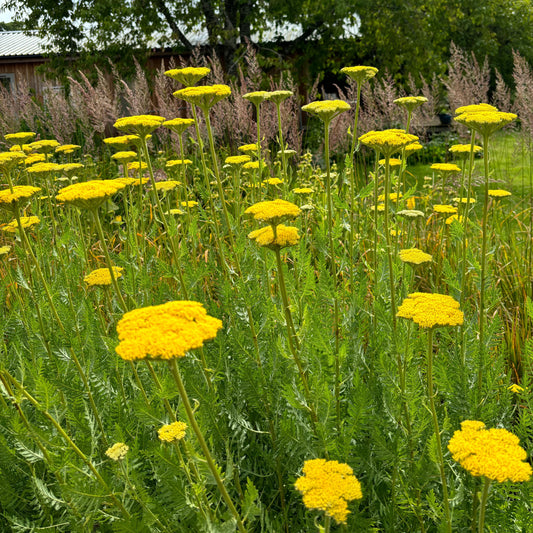 Achillea Coronation Gold