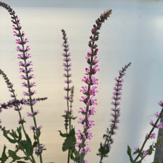 Salvia Serenade Pink