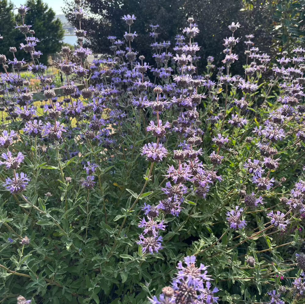 Salvia Pozo Blue