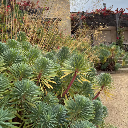 Euphorbia wulfenii