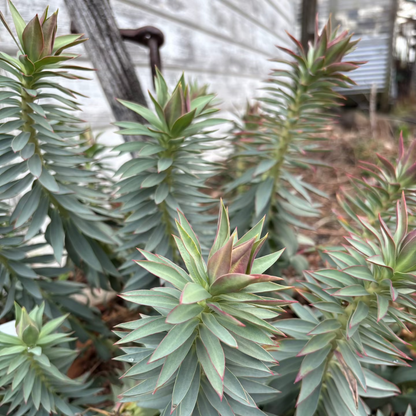 Euphorbia rigida