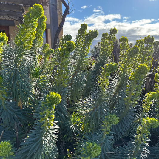 Euphorbia wulfenii