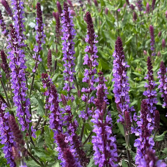 Salvia Valley Violet