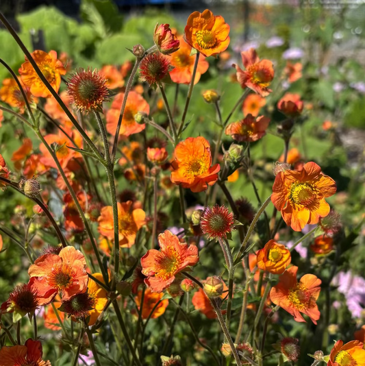Geum Totally Tangerine