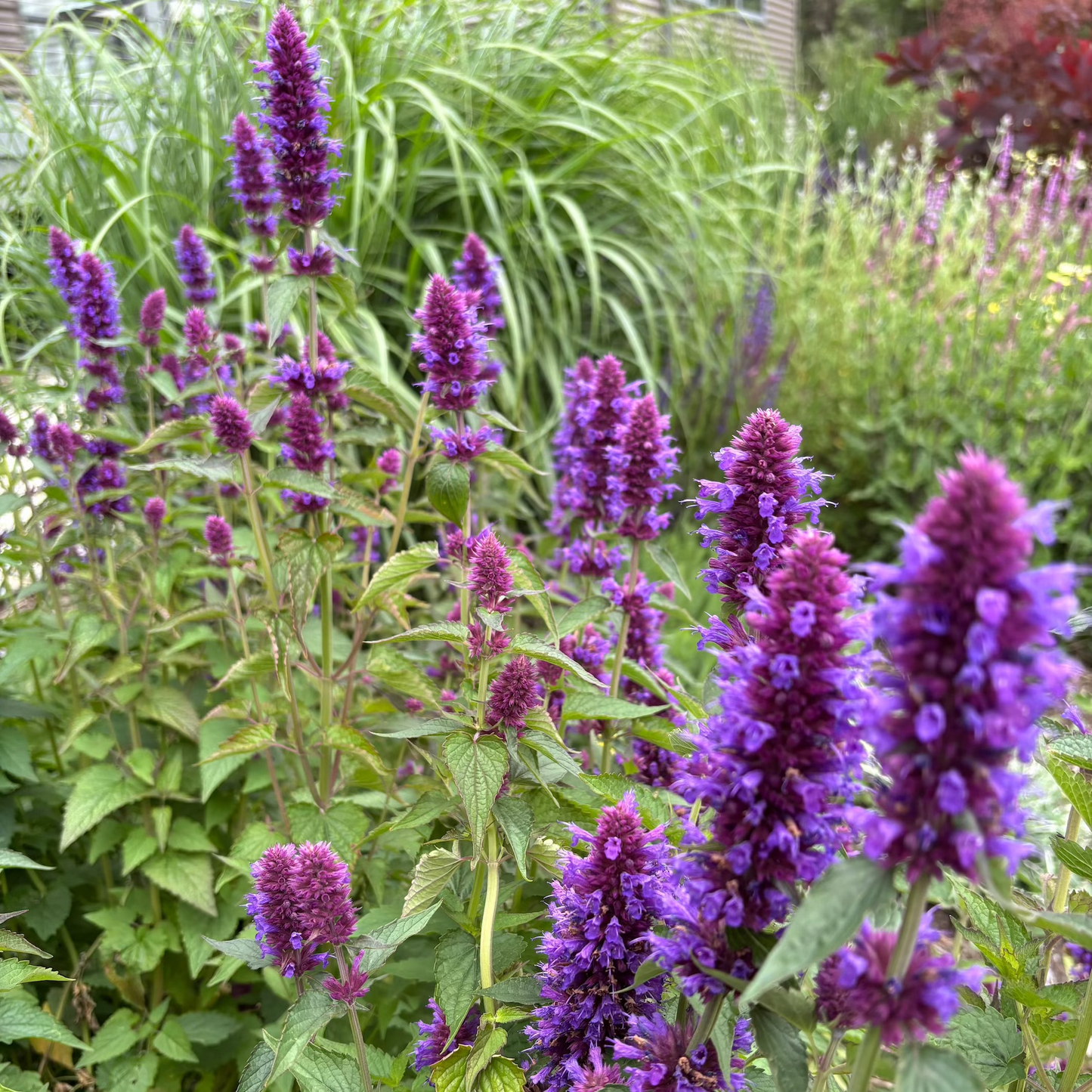 Agastache Blue Boa