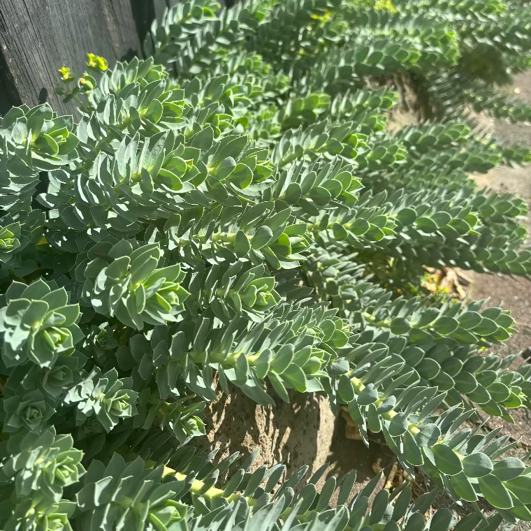Euphorbia myrsinites