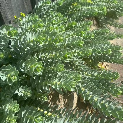 Euphorbia myrsinites