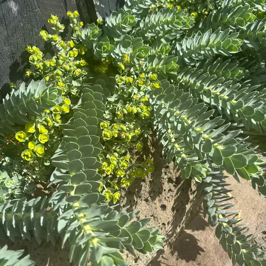 Euphorbia myrsinites