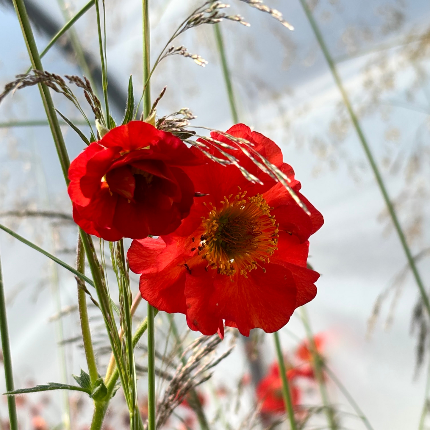 Geum Red Wings