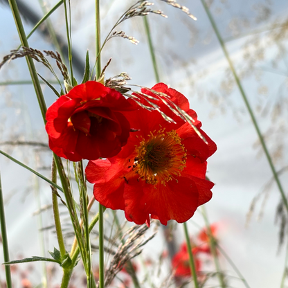 Geum Red Wings