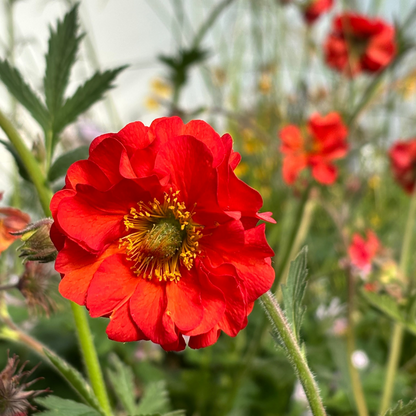 Geum Red Wings