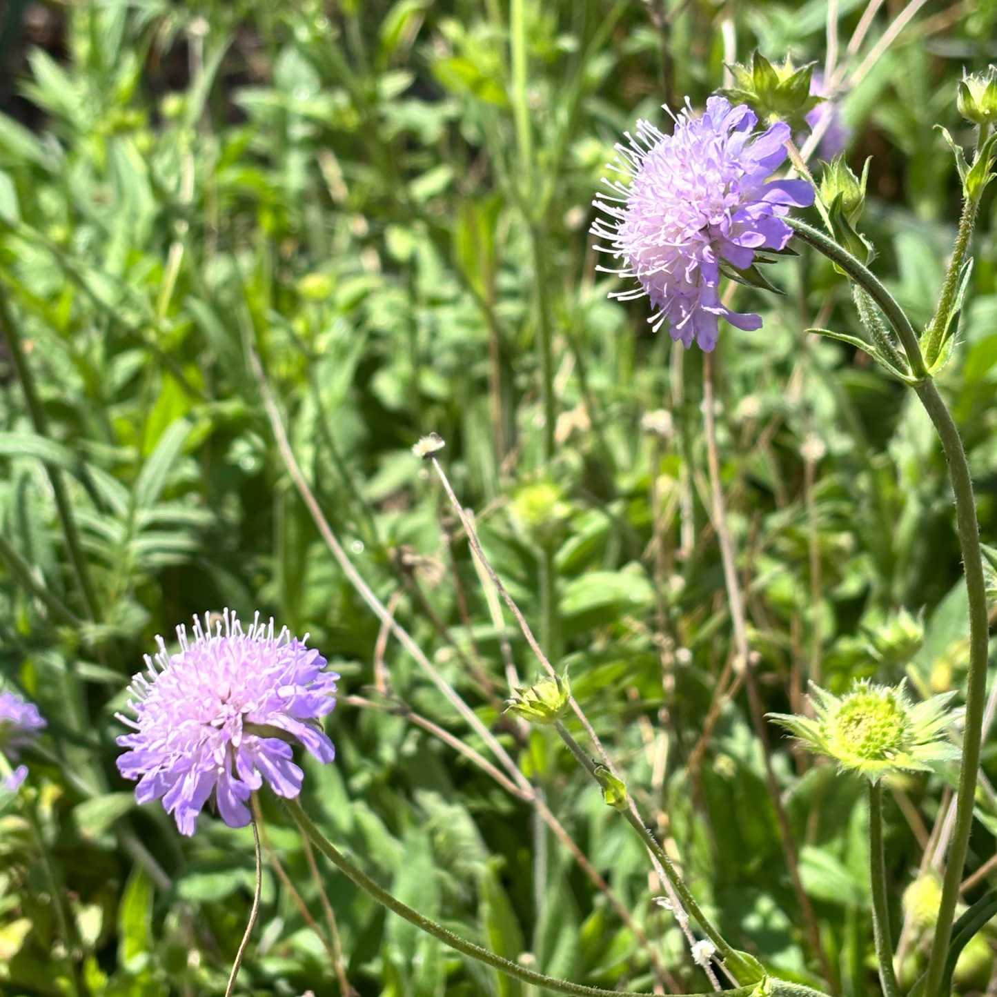 Scabiosa arvensis