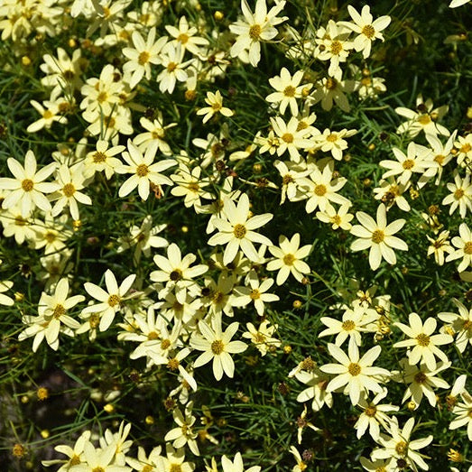 Coreopsis Moonbeam