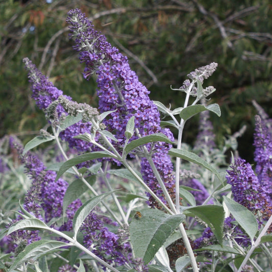 Buddleja Lochinch