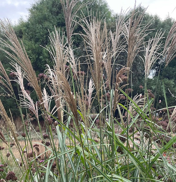 Miscanthus Transmorrisonensis 